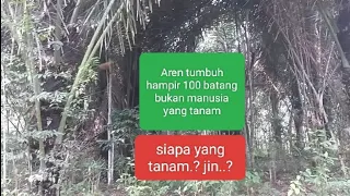 Pohon Aren tumbuh sendiri. hampir 100 batanng