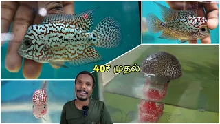 Cheapest flowerhorn farm in chennai | 40₹ முதல் வாஸ்து மீன்