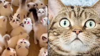 💗 REALLY a lot of cats! Funny animals, cats, kittens | подборка, Смешные кошки