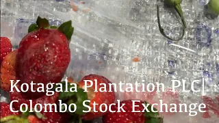 Kotagala Can be a giant|Kotagala Plantation PLC|Colombo stock Exchange |කොටගල#tellers academy