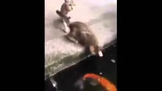 Koi Fish Eats Cat