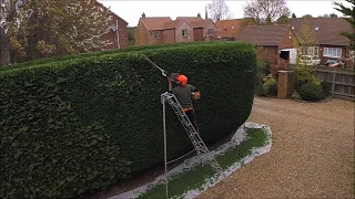 How to trim a conifer hedge