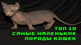 Топ 10 - Самые маленькие породы кошек!