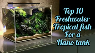 Top 10 nano fish for a freshwater tropical nano aquarium