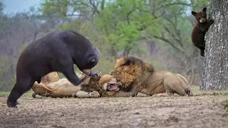 Lion hunt failed | Mother Grizzly Bear Save Baby From Puma Hunting