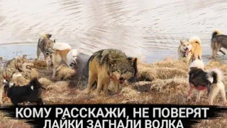 Кому расскажи, не поверят!!! Лайки загнали Волка.