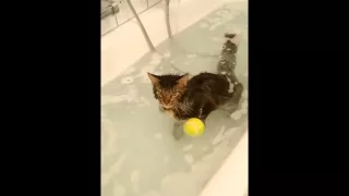 Maine coon cat swims in bath