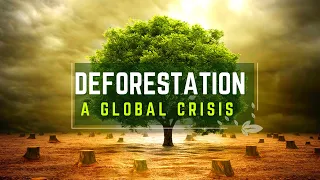 Preserving Our Forests: Solutions to Deforestation