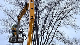 Silver Maple tree removal in Macgregor, MB