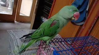 Talking Raw Parrot