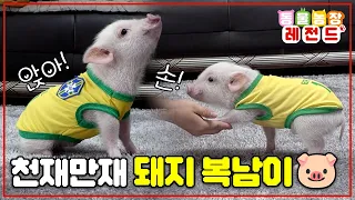 [#TV동물농장레전드] 앉아도 하고 손도 주는 천재 돼지 복남이🐷 한 지붕 두 천재 복남이🐷와 솜이🐶 /EP.922 #TV동물농장 #AnimalFarm #SBSstory