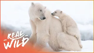 Cutest Animal Moments Compilation | Wild America | Real Wild