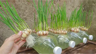 Breeding method to grow garlic quickly to harvest