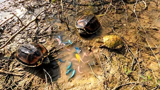 Amazing Unbelievable Founding Results! Caught alot of Betta Turtle Oranda in Lake Near Small Village