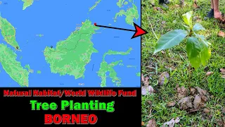 Kinabatangan Tree Planting, Borneo - 01 May 2023 - 4K