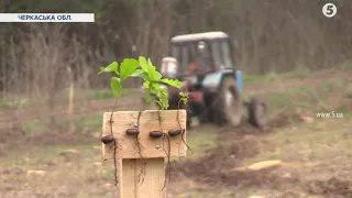 За прадідівською технологією. Черкаські лісівники розповіли, як виростити дуб з жолудя