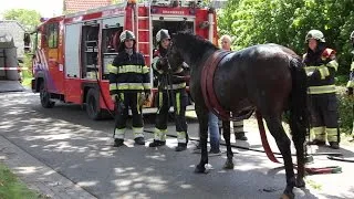 Paard bevrijd uit sloot Megen