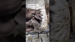 Mystery Black Pearl King Oyster Mushroom Grow.