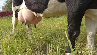 ‼️Продаю двох корів 😔молочний бізнес не пішов 😅 farming milk cow 🐮🥛