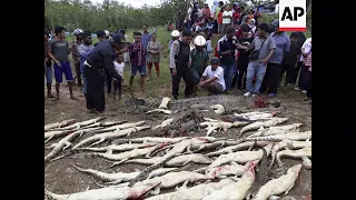 STILLS Indonesia mob slaughters crocodiles after man dies