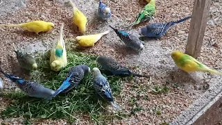 супер витамины для попугаев