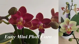 Easy Mini Phalaenopsis Orchid Care | Troubleshooting Common Issues & Getting Blooms!