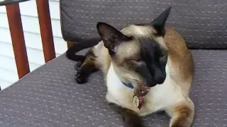 Siamese cat TALKS for the camera