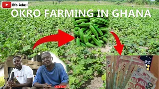 INTRODUCTION TO OKRA FARMING IN GHANA+HOW MUCH YOU MAKE ON AN ACRE OF LAND+BEST PRACTICES