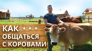 Как правильно общаться с коровой | Чем кормить корову и как гладить?