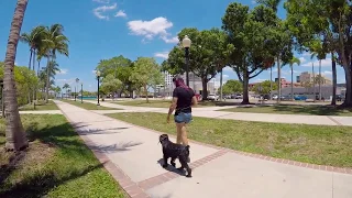 JackJack | 10 mo Standard Schnauzer | 100% Off Leash Obedience