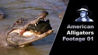 Alligator Eats Turtle Stock Footage