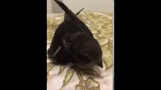 How to feed common swift baby bird