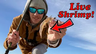 Winter Jetty Fishing With Live Shrimp for What Ever Bites! Freeport TX