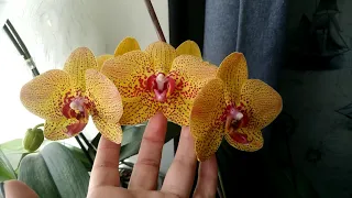 Расцветает красавица - орхидея Cres