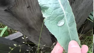 Гидрофобная поверхность листа