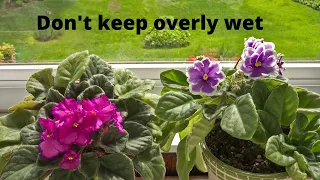 Quick and easy African Violet plant propagation from leaf cuttings, Saintpaulia #shorts