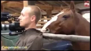 Funny animals - horses смешные ролики про лошадей лошади видео