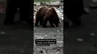 На свалке у камчатского поселка жители встретили несколько десятков медведей