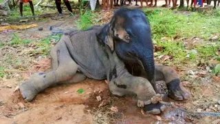 Villagers gave a herbal treatment to a mouth injured elephant and handed over to wildlife officers