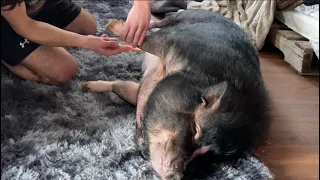 Pot Belly Pig Getting SPOILED! | “Mini Pig”