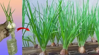 Breeding method to grow garlic quickly to harvest | How to Plant Garlic From Start to Finish