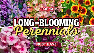 10 Long Blooming Perennial Flowers: Add Vibrant Colors to Your Garden All Season Long 👌🌻💚