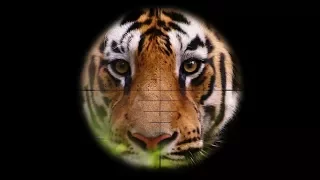 Don't Let Tigers Vanish - WWF