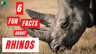 RHINO | 6 Fun Facts About Rhinos