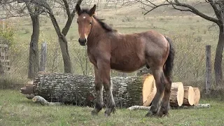 Caii domnului Augustin de la Bodia, Salaj 2019 Nou!!!