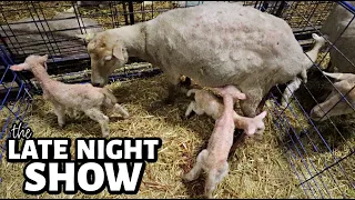 The ONLY late night show I'll stay up for ...CINNAMON IS LAMBING!! | Vlog 744