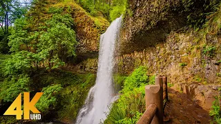 Лесная прогулка по тропе десяти водопадов в 4К UHD