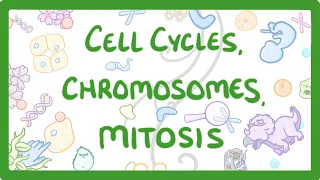 GCSE Biology - Cell cycles, Chromosomes & Mitosis #69