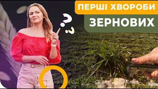 ПЕРШІ ХВОРОБИ ЗЕРНОВИХ НА НАШОМУ ПОЛІ😫 #ДосліднеПоле