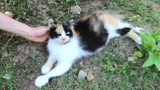 Pregnant calico cat is lying in the park, she is so hungry